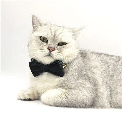 Black Velvet Cat Collar Set